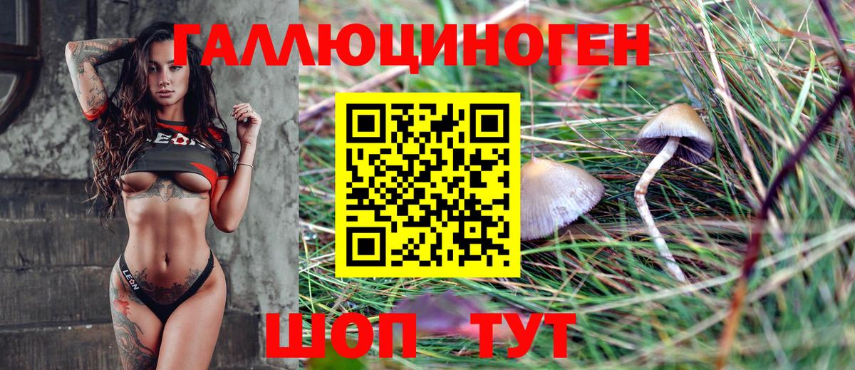 Псилоцибиновые грибы Psilocybine cubensis Майкоп